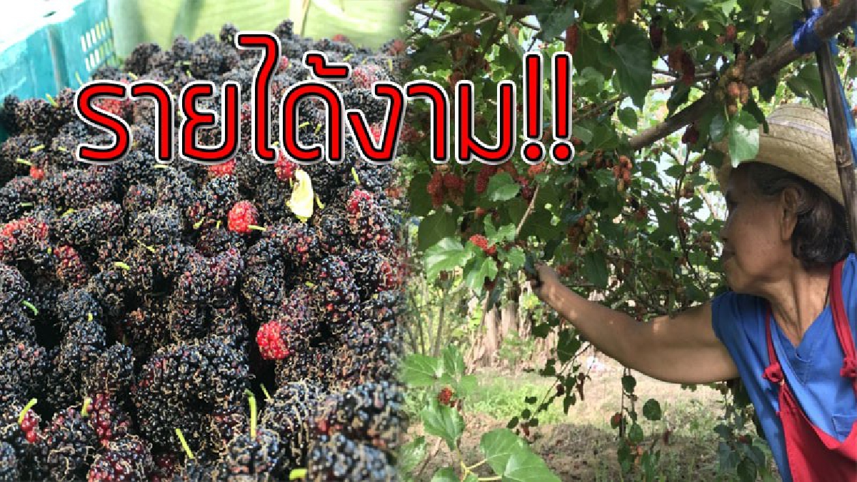 ดวงคนจะรวย!?? แม่ค้าผักซื้อกิ่งพันธุ์มัลเบอร์รี่ มาปลูกเล่นๆที่บ้าน สามารถเก็บขายกิโลกรัมละ 150-200 บาท สร้างรายได้ 3,000 บาท..!!