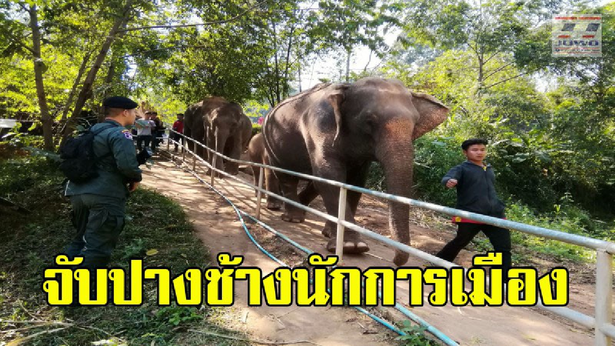 ตร. ปทส.นำกำลังกว่า 30 นาย บุกจับปางช้างของนักการเมืองท้องถิ่นและผู้นำชุมชน พบเป็นผู้มีอิทธิพล สร้างปางในเขตป่าสงวน (คลิป)