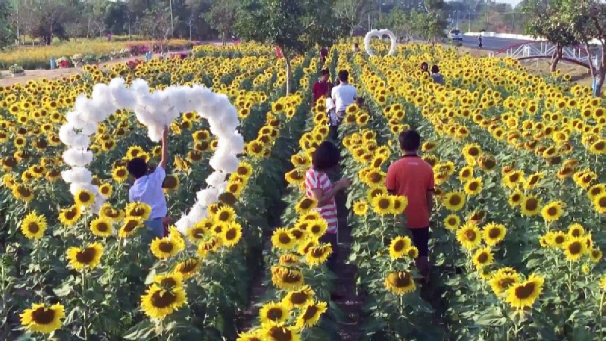 สวยงามสุดๆ!! นักท่องเที่ยวแห่สัมผัสอากาศเย็น ชมทุ่งทานตะวันบานเหลืองสะพรั่ง ที่สะดืออีสาน อำเภอโกสุมพิสัย มหาสารคาม (มีคลิป)