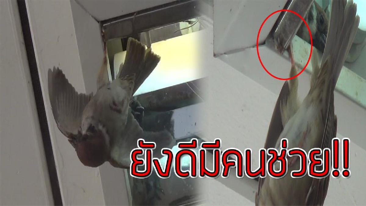 ทุกชีวิตมีค่า!?? เปิดคลิป "นกกระจอก"ติดเชือกในห้องประชุมขณะกำลังจัดงานวันครู สุดแสนสงสาร สุดท้ายได้ครูใจดีเข้าช่วยจน "รอดดชีวิต"..!!