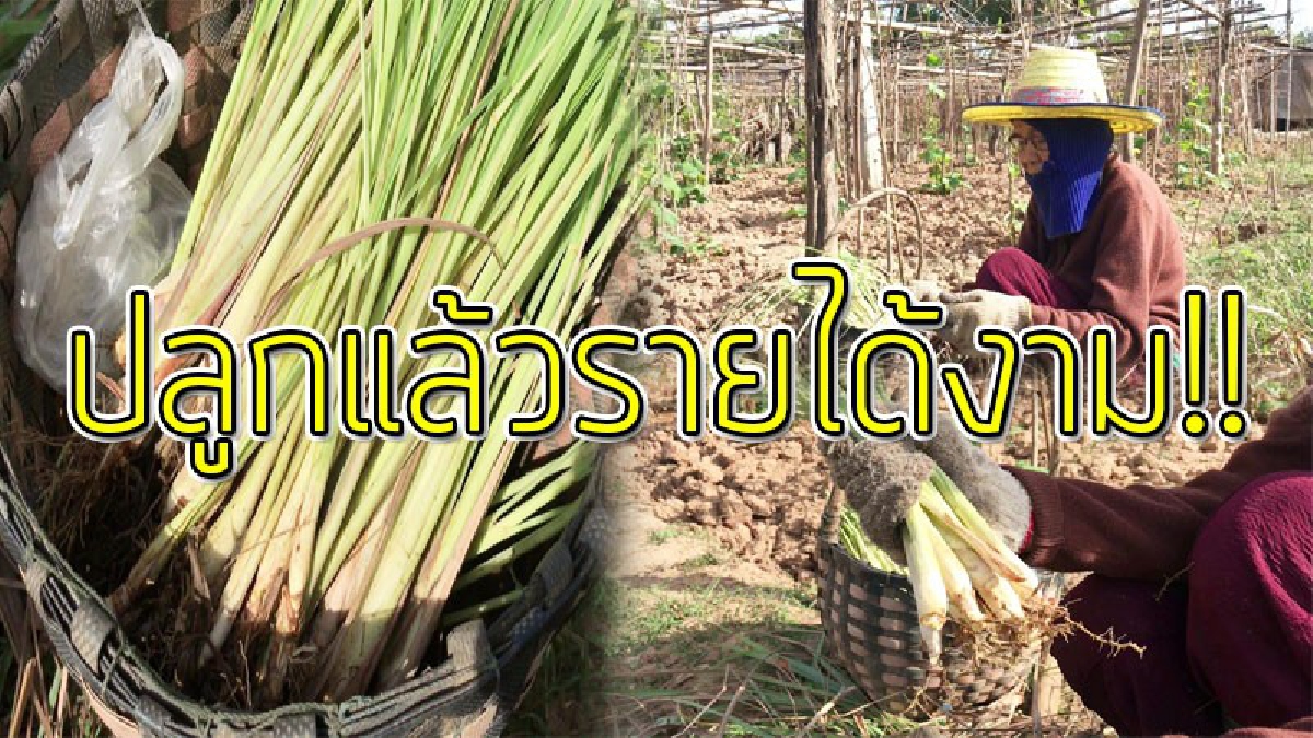 แบบนี้สบายใจกว่าเยอะ!?? แม่เฒ่าวัย 77 เร่งปลูก "ตะไคร้" ส่งขายให้กับพ่อค้าในตลาด ลงทุนน้อยไม่เสี่ยงแถมรายได้ดี!! (ชมคลิป)