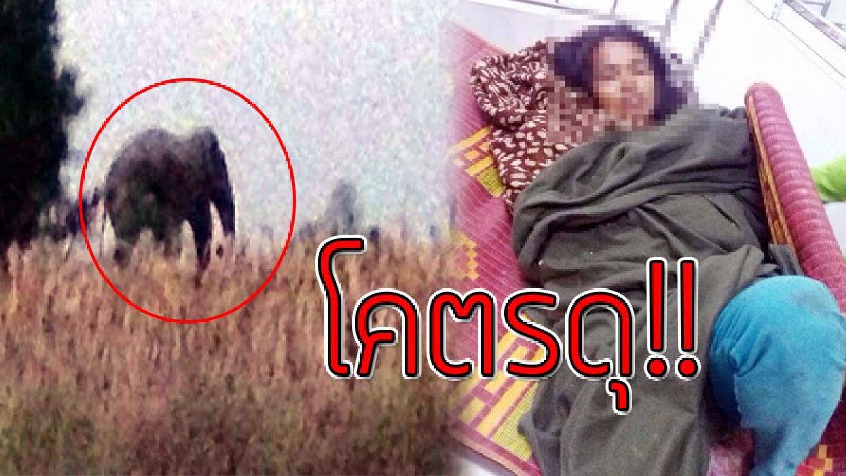 ช้างป่าสีดอแดง จากเขตรักษาพันธ์สัตว์ป่าอ่างฤาไนและเขตป่ารอยต่อ 5 จังหวัด ที่เดินหากินข้ามประเทศไปฝั่งกัมพูชา ทำร้ายคนได้รับบาดเจ็บในกัมพูชา