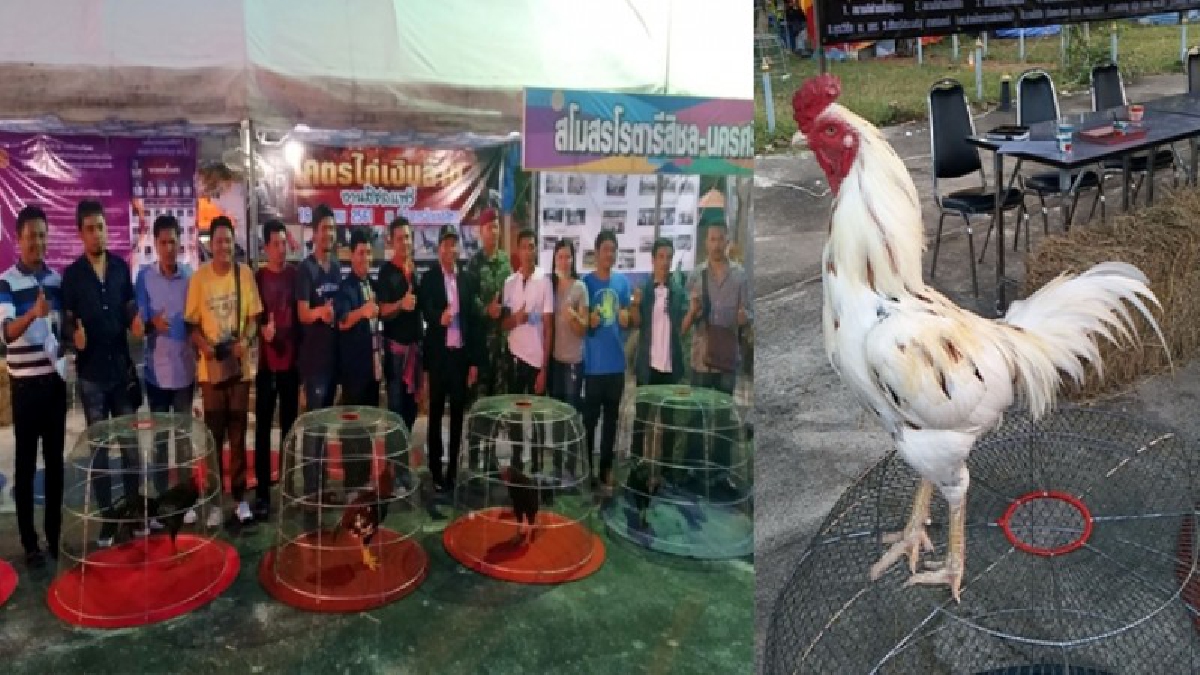 ไก่ชนเงินล้าน!! ปลัดสุดเจ๋งผุดงานสิชลแฟร์โชว์“โคตรไก่ชนเงินล้าน”กระตุ้นเศรษฐกิจ ส่งเสริมอาชีพผสมพันธุ์ไก่ชนขายสร้างรายได้งดงาม