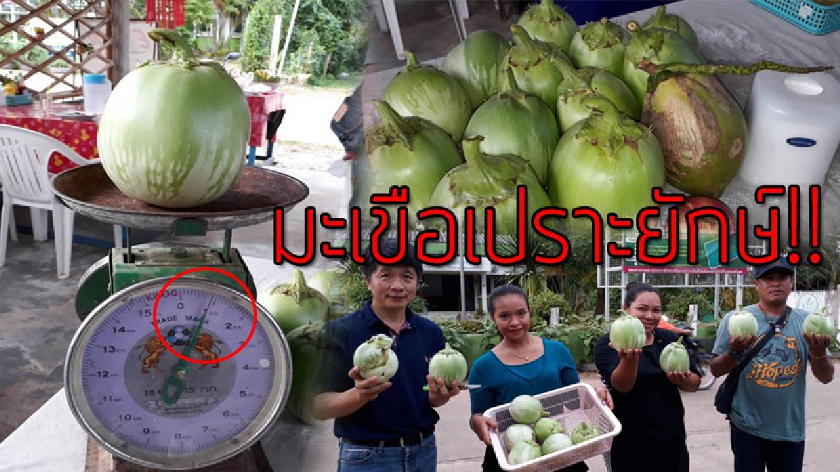 ขยี้ตารัวๆแบบนี้เคยเห็นมั้ย!? สุดฮือฮา "มะเขือเปราะยักษ์" ลูกละ 1 กิโล มองเผินๆนึกว่า "มะพร้าว"