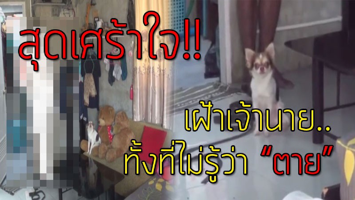 อยู่ด้วยจนวินาทีสุดท้าย!? หนุ่มวัย 29 เกิดน้อยใจ หลังถูกแฟนทิ้ง ตัดสินใจใช้เชือกผูกคอตาย โดยข้างๆศพมีหมาที่เลี้ยงไว้ นอนเฝ้าอยู่ไม่ห่าง..!!