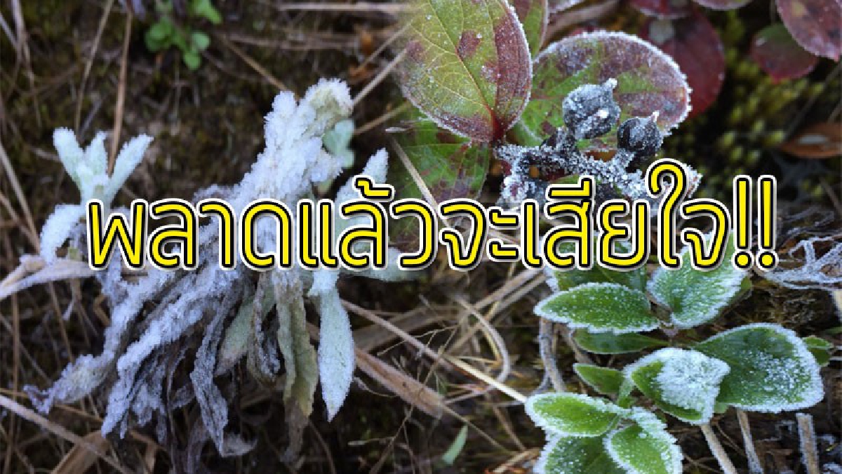ไม่ควรพลาด!?? ชวนครอบครัวไปด่วน ดอยอินทนนท์ 4 องศาฯ แถมท้องฟ้าโปร่งใส เป็นใจให้เห็นทะเลหมอกชัด พากันไปฟินกับอากาศหนาวเย็น!!