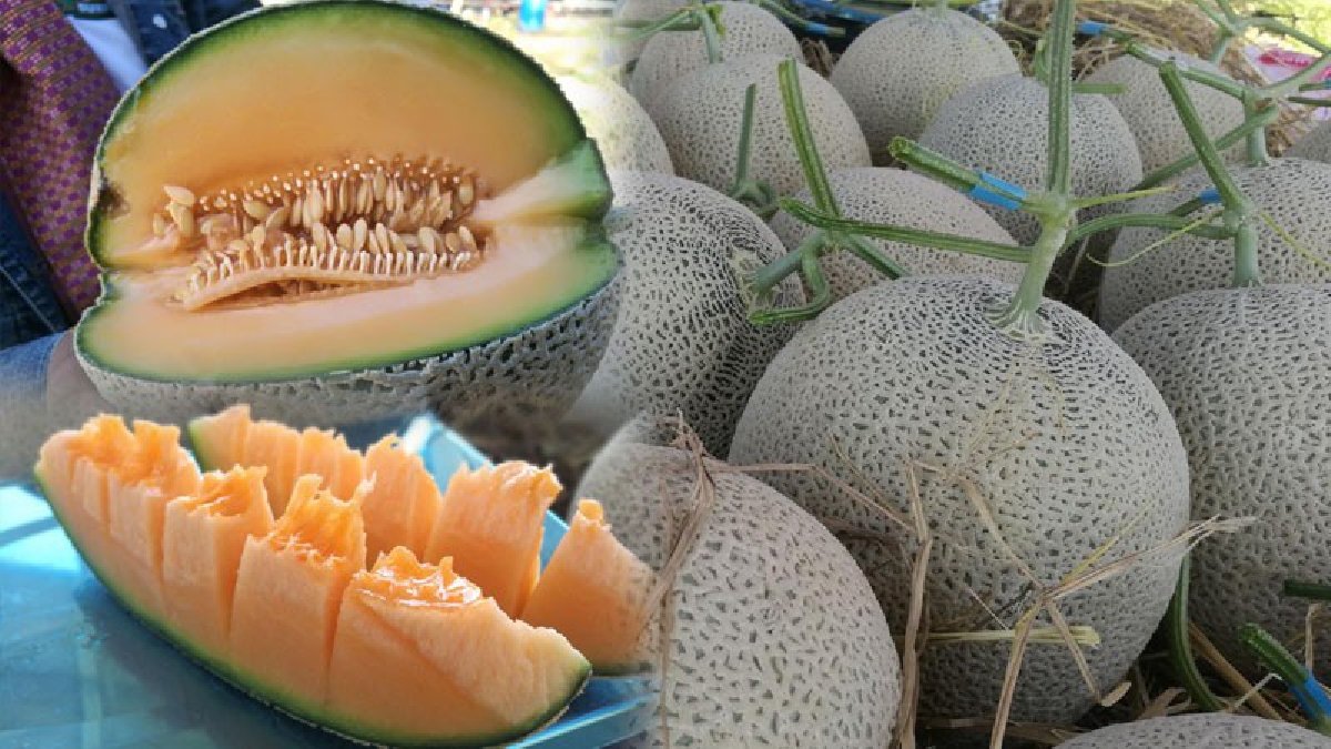 เส้นทางเศรษฐี!! ชาวบ้านสุรินทร์รวมกลุ่มปลูก "เมล่อน" ขายสร้างรายได้งาม เพื่อการพัฒนาการเกษตรอย่างยั่งยืน