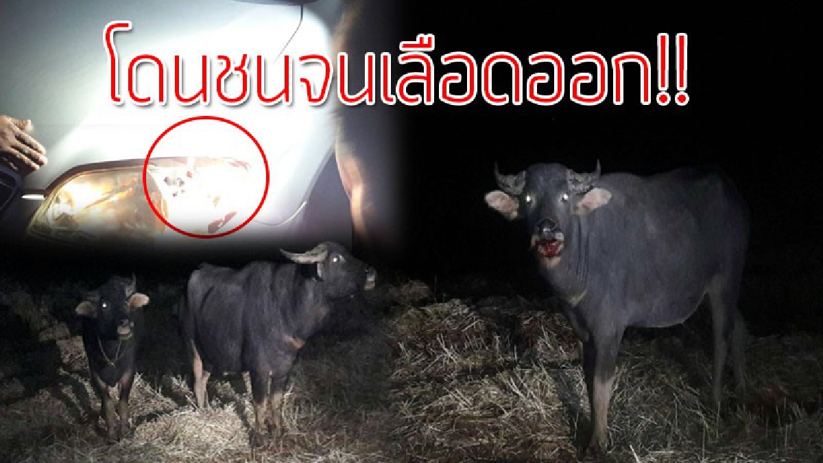 หวิดตายซะแล้ว!! หนุ่มวัย 23 ปี ควบเก๋งชนควาย จนรถเสียหาย ควายตื่นตกใจ วิ่งหายลงทุ่งนา (ชมคลิป)