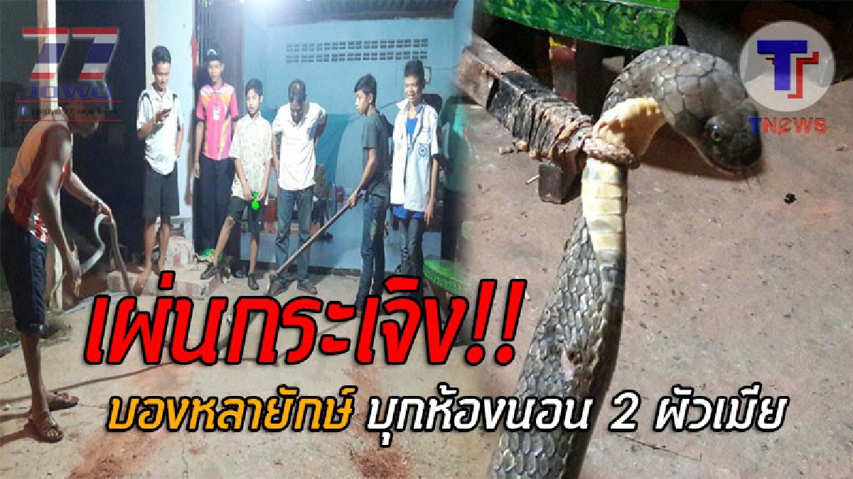 โกยกันตาตั้ง..!! ผวาหนัก “บองหลายักษ์” ยาวกว่า 4 เมตร เลื้อยบุกบ้านยึดที่นอนสองผัวเมีย ชูคอแผ่แม่เบี้ยด้วยความโกรธ ก่อนถูกจับไว้ได้ (ชมคลิป)