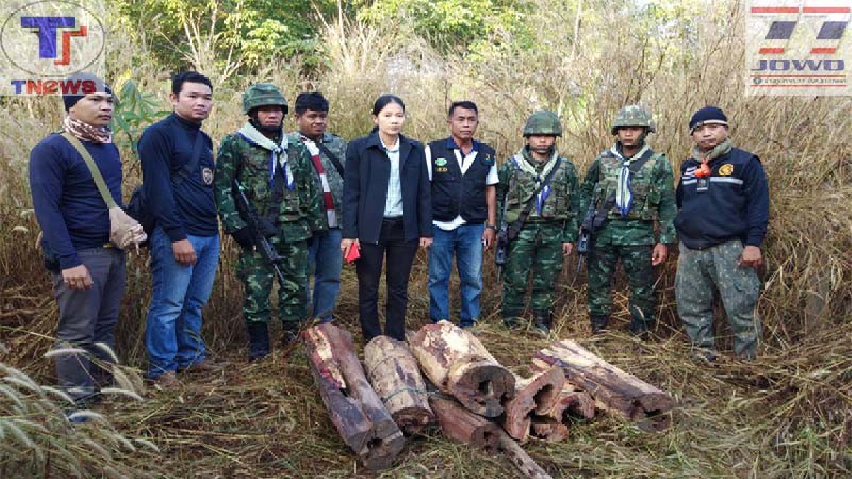 ยิ่งจับ..ยิ่งเพิ่ม !!? จนท.ขุนหาญรวบไม้พะยูงของกลาง 36 ท่อน มูลค่ากว่า 1 ล้านบาท หลังเข้าจู่โจมกลุ่มมอดไม้คาหนังคาเขา..(คลิป)