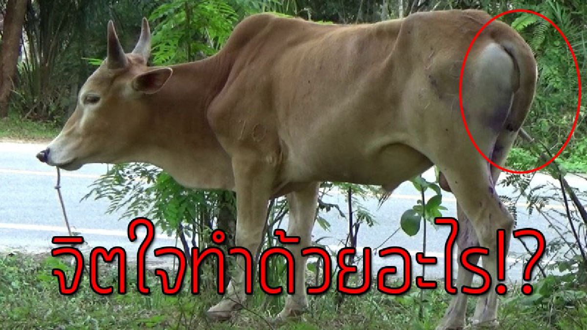 อยากเห็นหน้าคนใจชั่ว!?? เจ้าของวัวสุดช้ำ ตื่นเช้ามาพบ "วัวชน" ที่ตนรัก โดนคนใจผิดมนุษย์ "ตัดหาง" ทั้งๆที่ตนยืนยันไม่เคยบาดหมางกับใคร!!