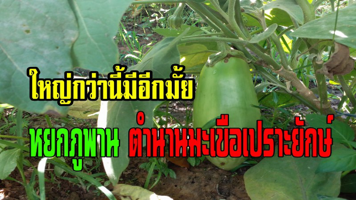 ใหญ่กว่านี้มีอีกมั้ย!!!เปิดตำนานมะเขือเปราะยักษ์"หยกภูพาน"ที่ใครมองเผินๆนึกว่ามะพร้าว!!เผยขบวนการปลูกที่ไม่ซับซ้อน  (ชมคลิป)
