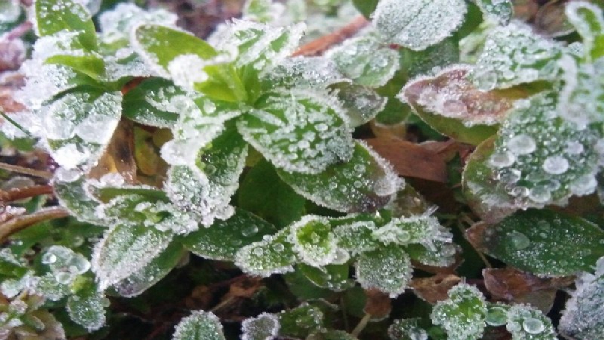 กิ่วแม่ปานยะเยือก 2 องศา นักท่องเที่ยวสมหวังชม &ldquo;เหมยขาบ&rdquo; ตามยอดหญ้า