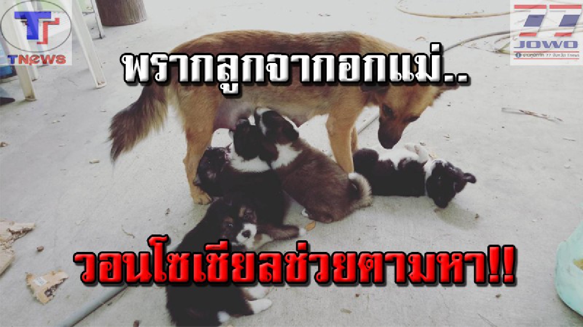 สุดเลวทราม..!! คนร้ายย่องขโมยลูกหมา 5 ตัวจากอกแม่ ขณะเจ้าของไปเฝ้าภรรยาป่วย วอนชาวโซเชียลช่วยแชร์ตามหา..