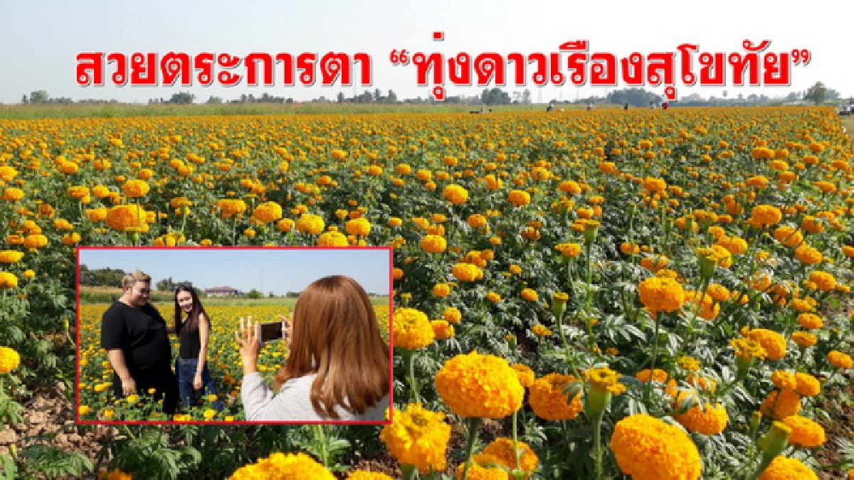 สวยตระการตา &ldquo;ทุ่งดาวเรืองสุโขทัย&rdquo; เซลฟีได้เพียงปีละครั้ง (ชมคลิป)