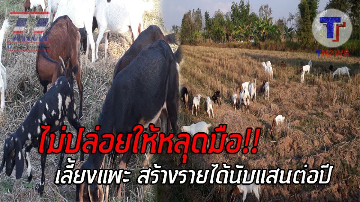 อยากรวยอ่านด่วน..!! ชาวบ้านขอหาทางที่ดีกว่า หันมารวมตัวตั้งกลุ่ม เลี้ยงแพะแทนปลูกพืชทางการเกษตร สุดอึ้ง ทำรายได้นับแสนต่อปี!? (ชมคลิป)
