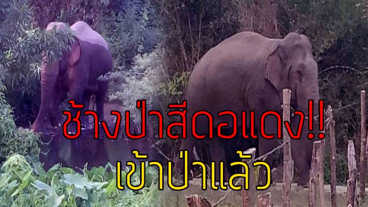 เข้าป่าแล้ว..!! ช้างป่าสีดอแดง ถูกผลักดันเข้าป่าเขาสอยดาว-อ่างฤาไน หลังออกจากป่าเข้าชุมชน-ไปเขมร รวม 16 วัน (มีคลิป)