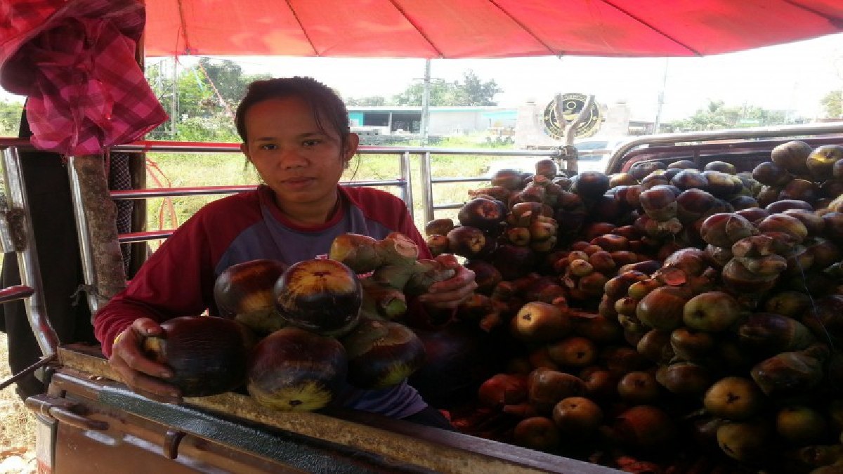 ของดีมีกินในท้องถิ่น!!! ปาดขายกันสดๆ ตาลโตนดข้างทาง ลูกค้าที่สัญจรผ่านไปมาแวะซื้อไปรับทานเองและเป็นของฝากกันเพียบ สร้างรายได้กำไรงาม!!