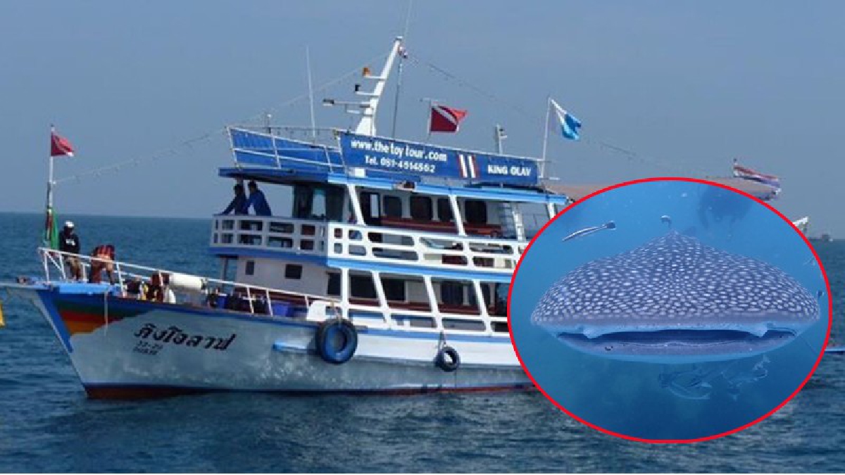 นักท่องเที่ยวฮือฮา! เจอปลาฉลามวาฬ ยาว 5 เมตร ขณะนั่งเรือออกไปดำน้ำที่ทะเลหน้าเกาะมันนอก ระยอง แถมยังลงดำน้ำคู่กับฉลามวาฬร่วมชั่วโมง