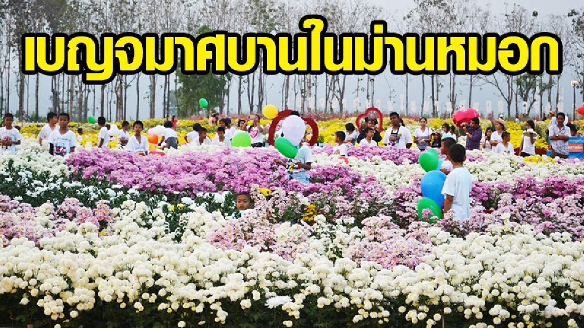 วังน้ำเขียวชวนคู่รักเที่ยวงาน &ldquo;เบญจมาศบานในม่านหมอก&rdquo; งามสะพรั่งรับวาเลนไทน์ 10-18 ก.พ. 61