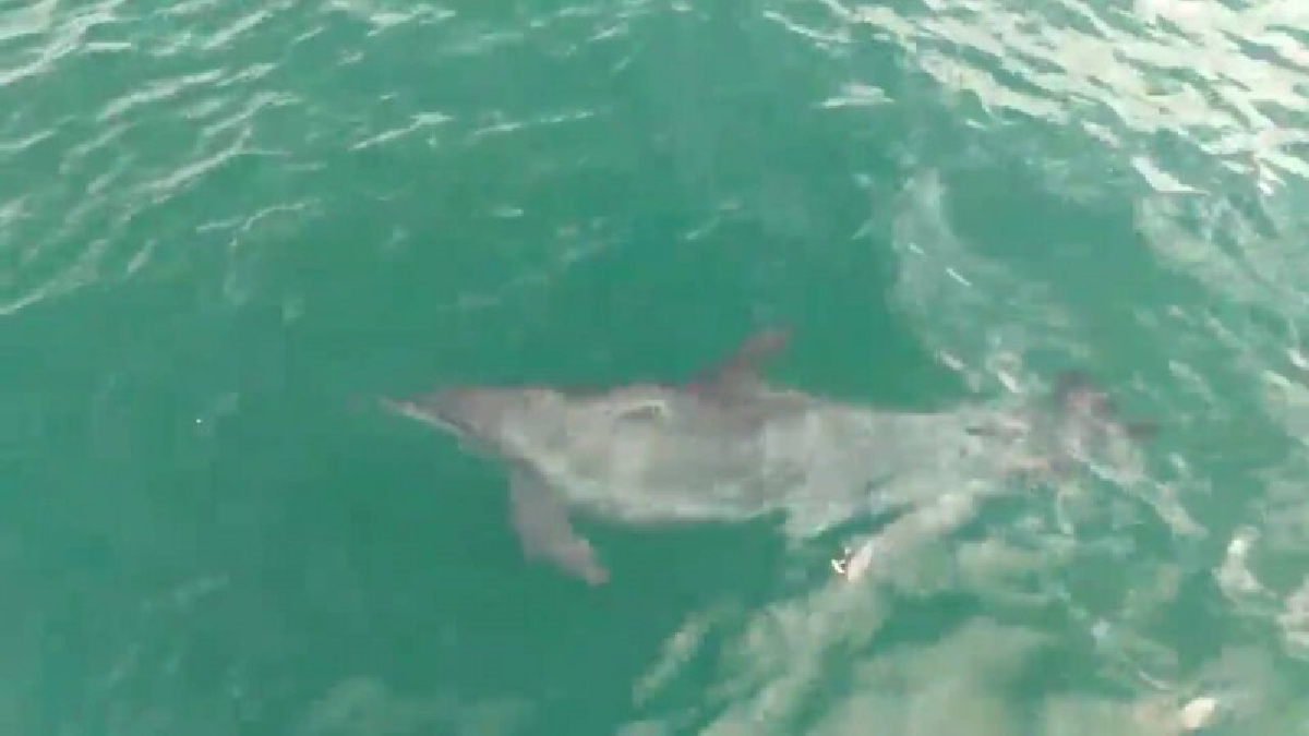 โอ้สวรรค์บันดาลให้มาพบเจ้า!!!นักท่องเที่ยวจังหวัดพังงาตื่นตาตื่นใจกับปลาโลมาที่มาแหวกว่ายโชว์ลีลาพริ้วไหวต่อหน้าต่อตาแบบใกล้ชิด (ชมคลิป)