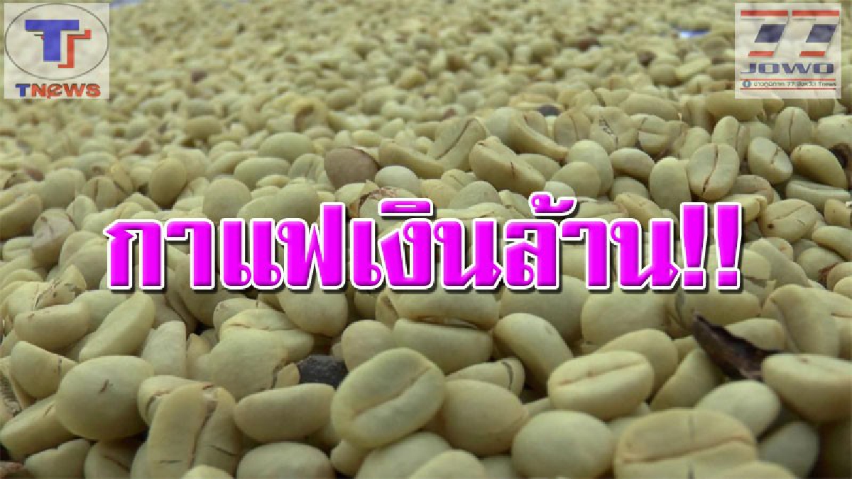 ปลูกง่ายๆ..ได้เงินล้าน !! ชาวบ้านปางปูเลาะ ปลูกกาแฟอราบิก้าสร้างรายได้เข้ากระเป๋ากว่า 10 ล้านบาท (คลิป)