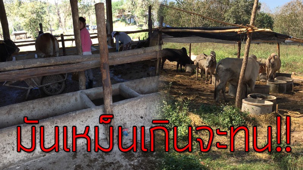 เห็นใจกันบ้าง!?? ชาวบ้านสุดทน เหม็นขี้วัวสุดๆ รวมตัวร้องศูนย์ดำรงธรรมอำเภอเมืองน่าน ขอให้เข้าตรวจสอบด่วน..!!