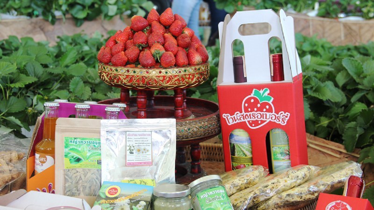 จัดใหญ่!! เกษตรเชียงใหม่แถลงจัดงาน &ldquo;สตรอเบอรี่ ของดีอำเมืองสะเมิง&rdquo;