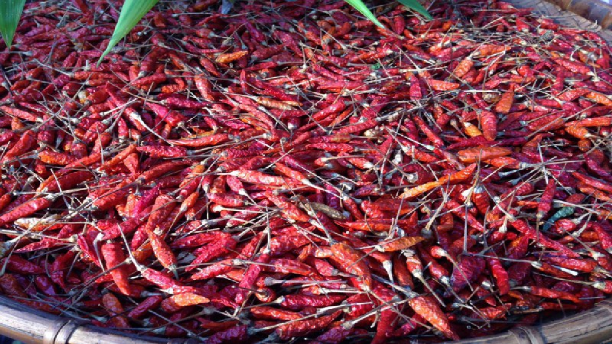 ของเด็ดซิ๊ดซ๊าด !!! พริกกะเหรี่ยงของดีอำเภอสบเมย มีความเผ็ดมีกลิ่นหอมและมีรสชาดจัดจ้าน (ชมคลิป)