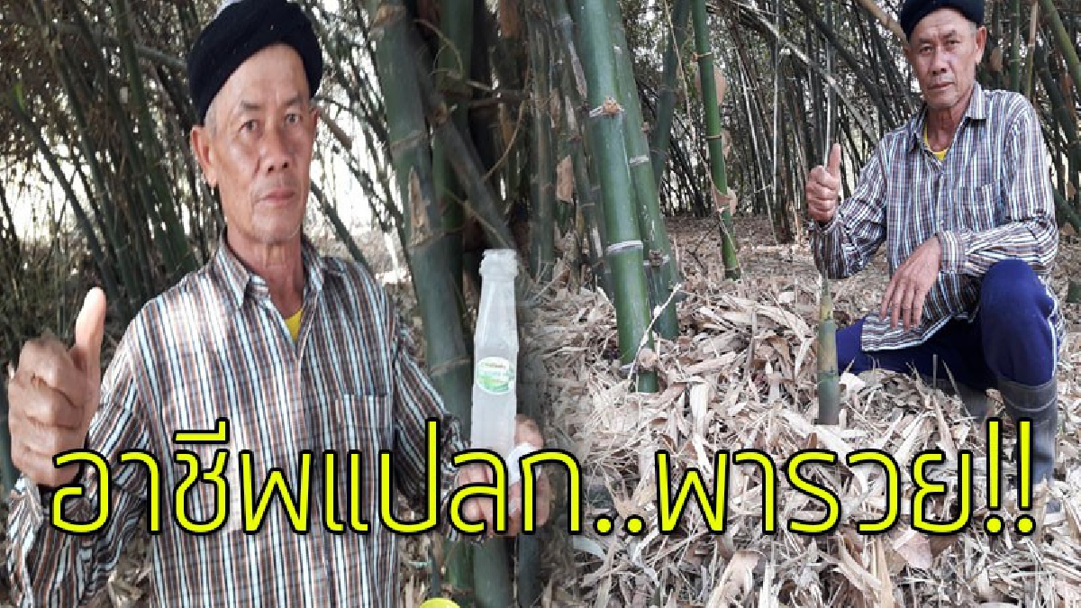 อาชีพสุดแปลก!! เกษตรกรหันมาเจาะเอาน้ำบริสุทธิ์ในต้นไผ่ นำออกมาใส่ขวด ขายสร้างได้ เงินเข้ากระเป๋าแบบสบายๆ..!??
