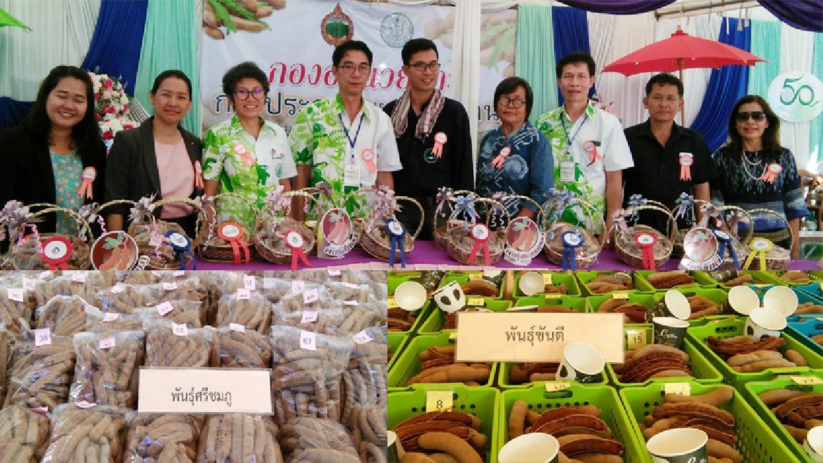 อำเภอหล่มเก่าคว้าถึง 8 รางวัลจากการประกวดมะขามหวานในงานมะขามหวาน คนครบาลเพชรบูรณื ประจำปี 2561