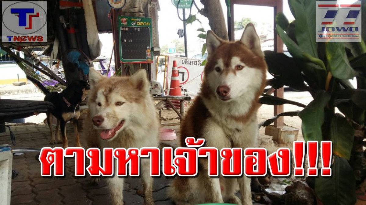 ช่วยแชร์หาเจ้าของด่วน..!! หนุ่มวิน จยย.ใจบุญ พบสุนัขพันธุ์นอก 2 ตัวสภาพอิดโรย คาดว่าน่าจะหลงทาง จึงรับดูแลไว้ รอเจ้าของตามหา.. (มีคลิป)