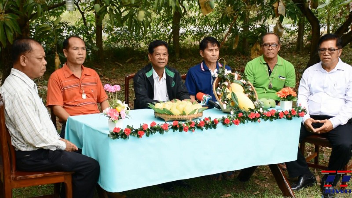 เปิดสวนมะม่วงอกร่องเสม็ดงาม..!! อายุกว่า 60 ปี สู่อัตลักษณ์เฉพาะถิ่น หลังอนาคตการตลาดสดใส สร้างรายได้เกษตรกรอย่างงาม (มีคลิป)