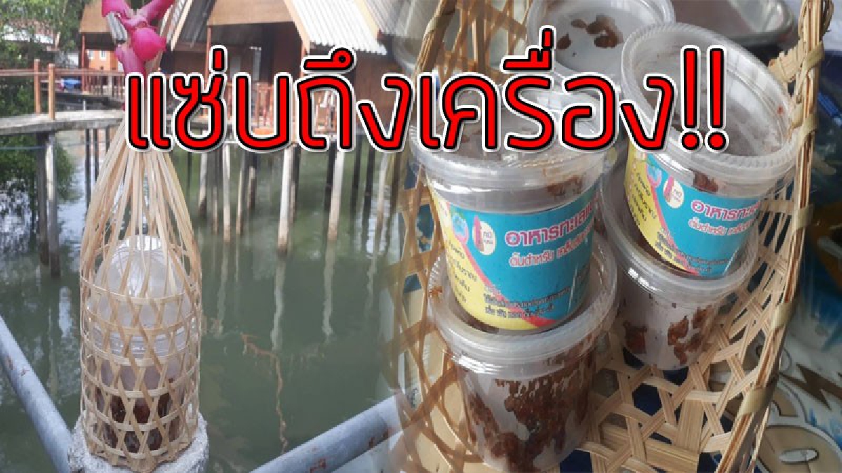 ของฝากรสแซ่บ!! แม่บ้านชาวประมง ทำน้ำพริกปลาป่น รสแซ่บ เป็นของฝากนักท่องเที่ยว สร้างเป็นรายได้เสริม..!??