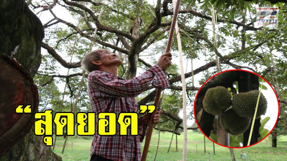 ขอโชว์สักหน่อย ! ทุเรียนหมอนทองต้นเดียวทำรายได้เกือบ 3 ล้านบาท และยังให้ผลผลิตเพิ่มมากขึ้นเรื่อยๆ (คลิป)