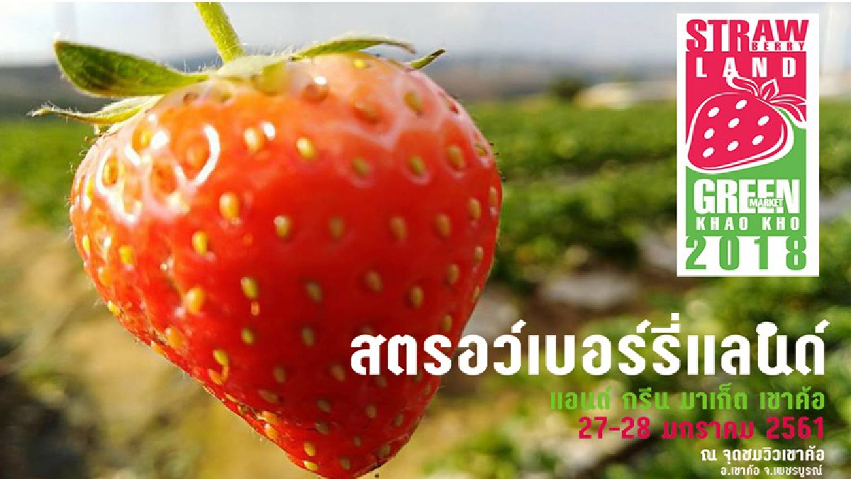 ททท.จัดให้..ชวนชิมสตรอว์เบอรี่สัมผัสอากาศหนาวในงาน “สตรอว์เบอร์รี่แลนด์ แอนด์ กรีนมาเก็ต เขาค้อ 2018”