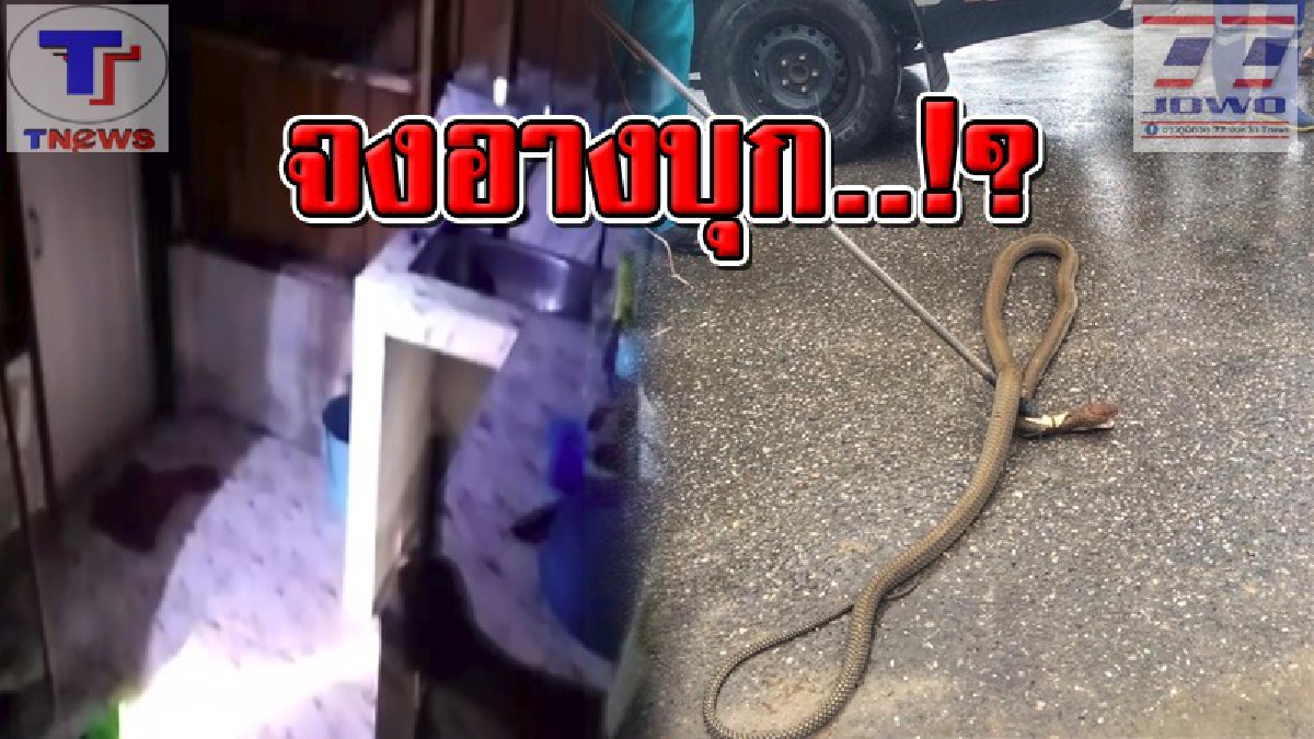 หัวใจเกือบวาย..!! ลูกชายเจ้าของบ้านแทบช็อค เจองูจงอางตัวเขื่อง ซุกอยู่ในครัว!  สุดตกใจ..วิ่งหนีออกนอกบ้านแทบไม่ทัน..(คลิป)