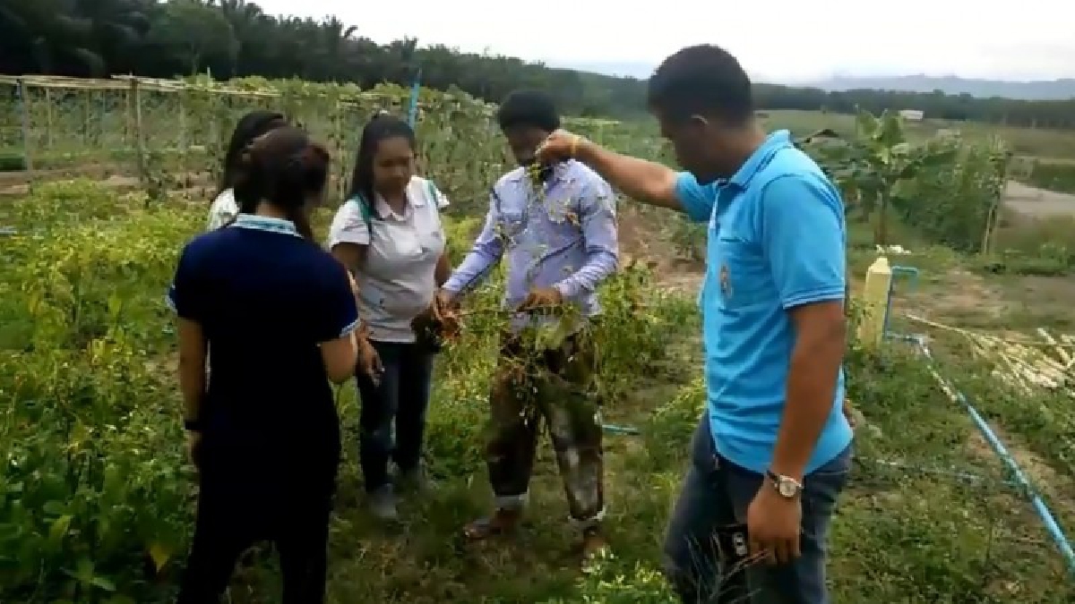 เกษตรจังหวัดกระบี่ เตือนเกษตรกรเฝ้าระวังเพลี้ยไฟพริก