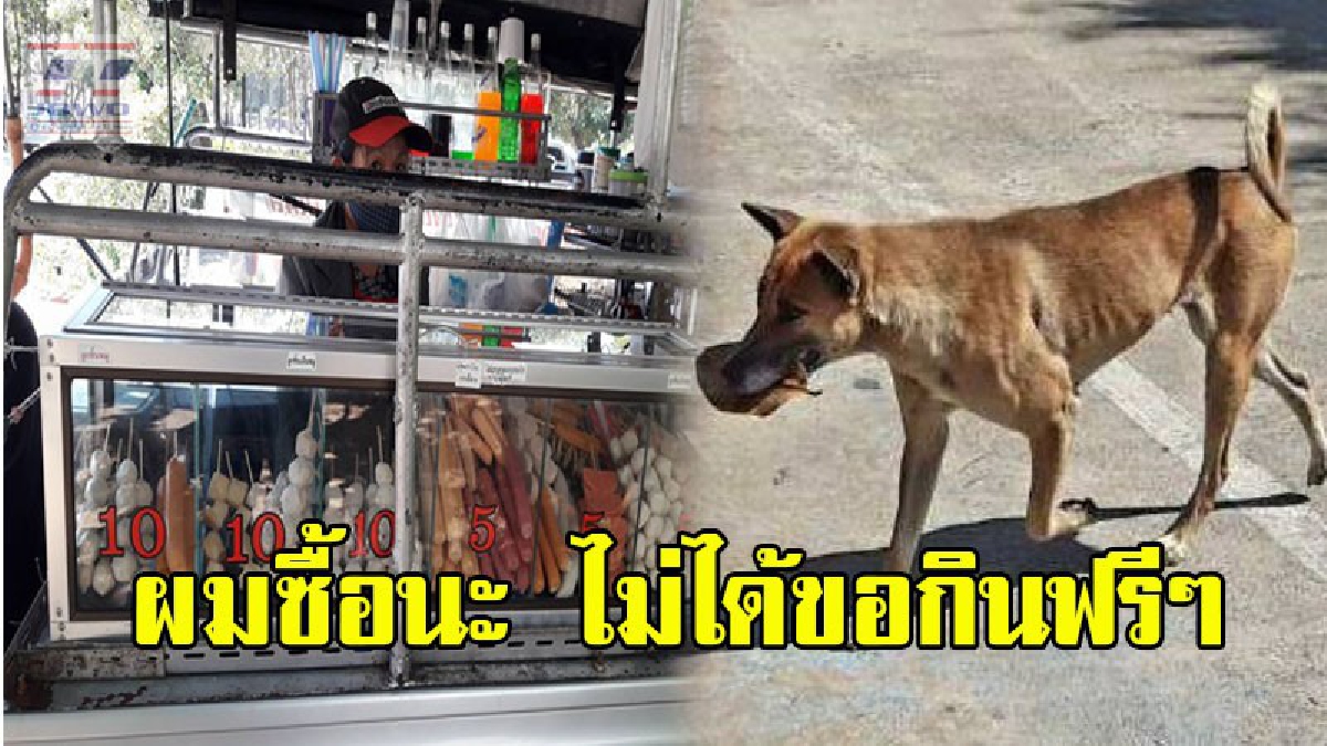 เอ็นดูสุดๆ ! ชาวบ้านตะลึง..สุนัขจรจัดแสนรู้ คาบใบไม้ใช้แทนเงินสด มาขอซื้อลูกชิ้นทอดทุกวัน หากกินไม่อิ่มมีการกลับไปหาเงินใหม่ (ชมคลิป)
