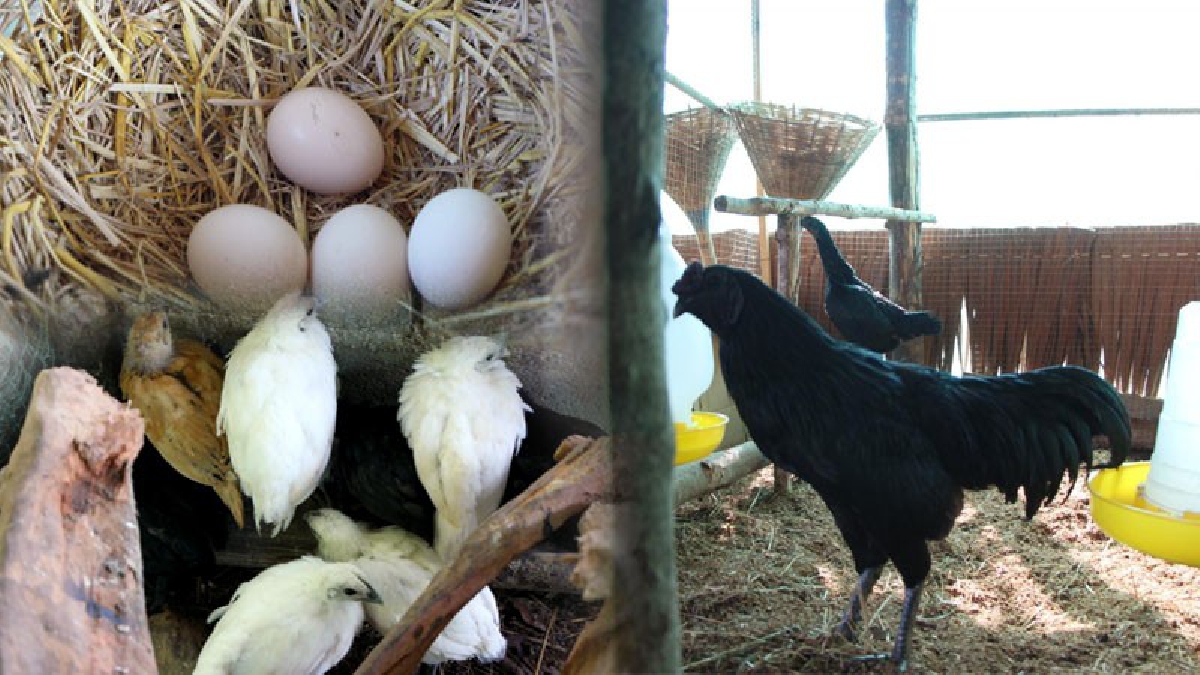 เห็นตัวดำๆแบบนี้สรรพคุณเพียบ!?? เกษตรกรหันมาเลี้ยง "ไก่ดำภูพาน" เลี้ยงขายได้ราคางาม สมัยก่อนเป็นอาหารระดับ "ฮ่องเต้" กินช่วยบำรุงร่างกาย..!!