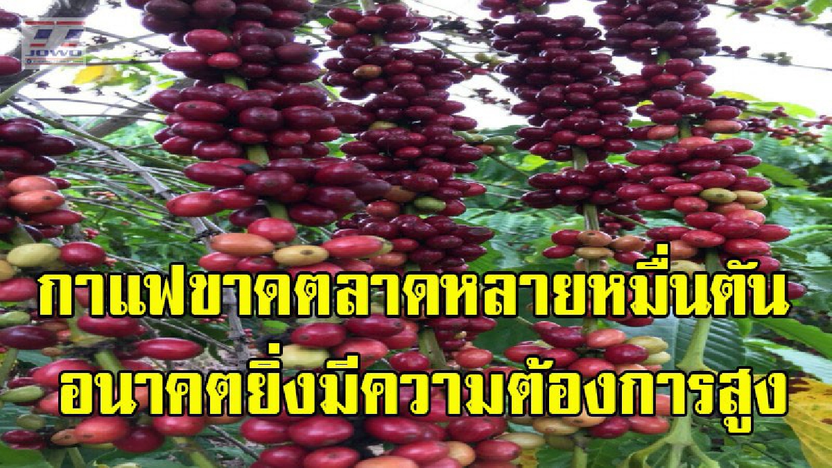พืชเศรษฐกิจที่น่าจับตามอง &ldquo;โครงการกาแฟสร้างฝัน&rdquo; หวังพาเกษตรกรสร้างรายได้มั่นคง เผยตัวเลขชวนอึ้ง..กำไรต่อไร่งามๆ (คลิป)