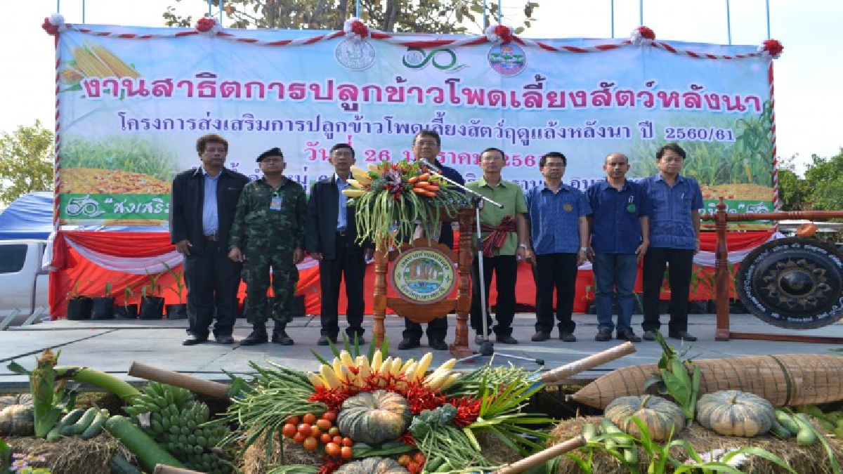 อุบลราชธานี ขานรับนโยบายรัฐบาล ลงพื้นที่ส่งเสริมการปลูกข้าวโพดเลี้ยงสัตว์ฤดูแล้งหลังนา ให้เกษตรกร อำเภอวารินชำราบ (คลิป)