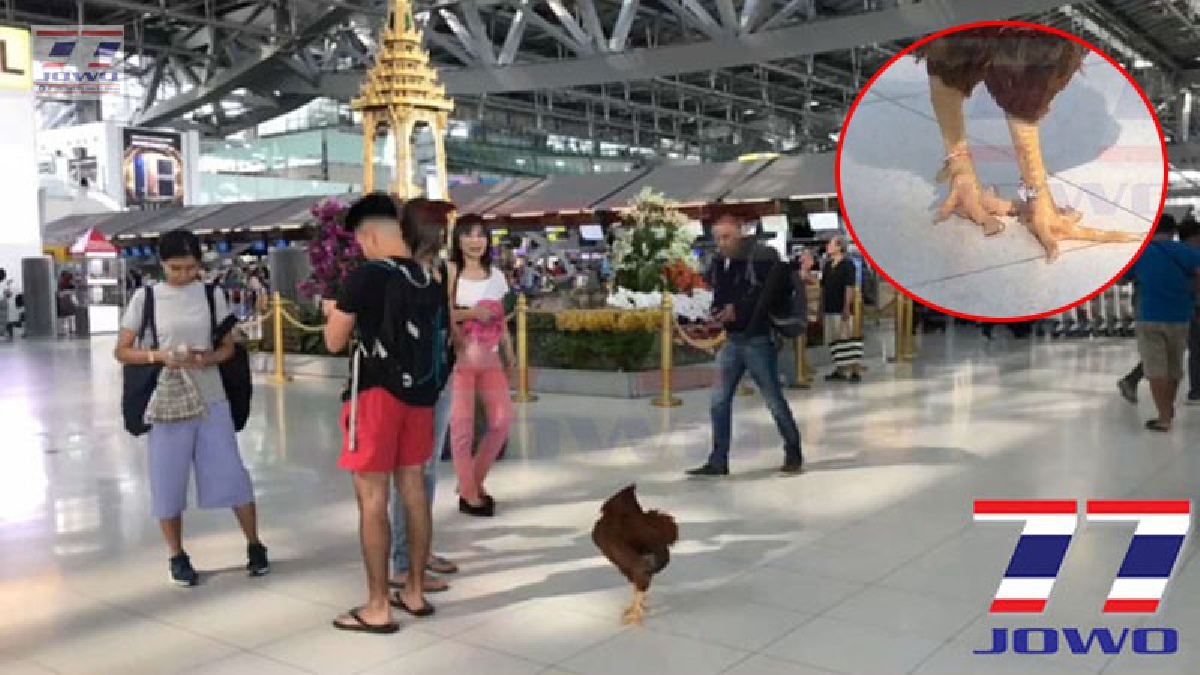 ตะลึงทุกสายตา ! "เจ้าจ๊อก" ไก่ไฮโซ สวมกำไลเพชรมูลค่ากว่าครึ่งแสน เดินอวดโฉมกลางสนามบิน (ชมคลิป)