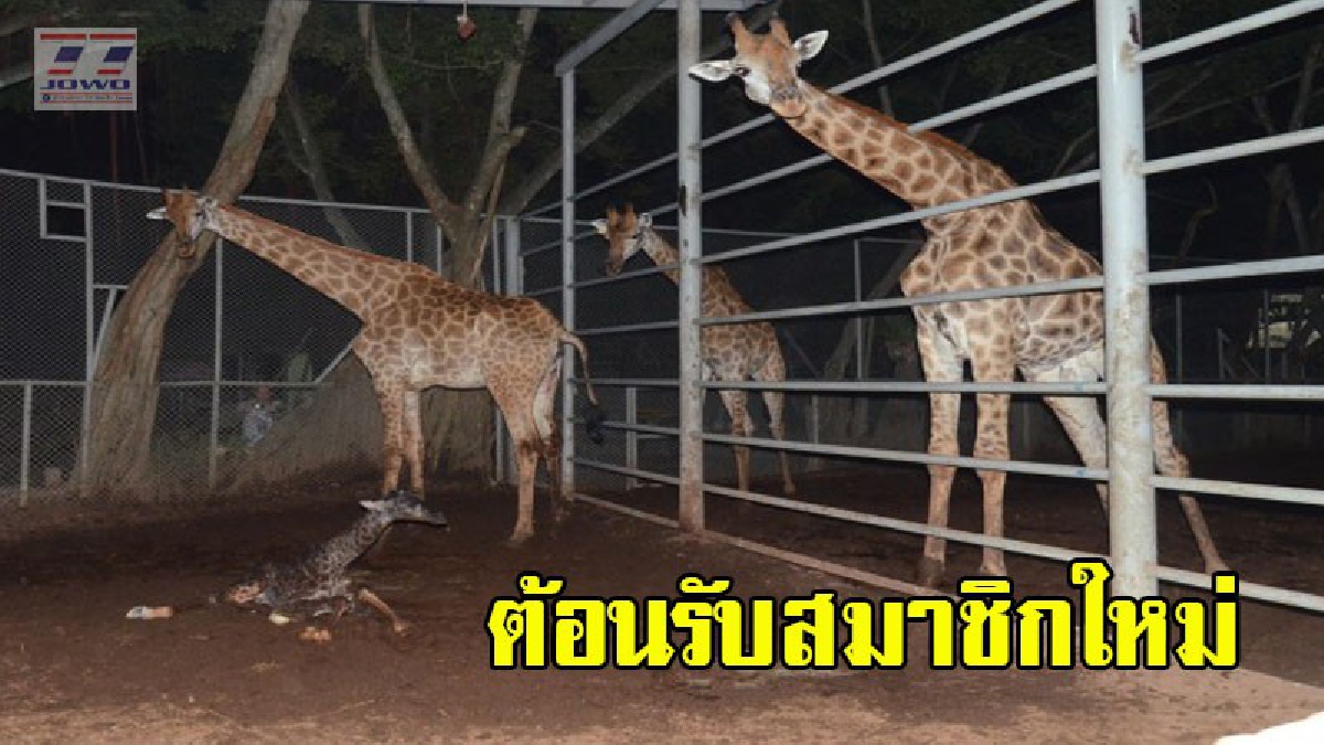 อุทยานหินล้านปีฯ พัทยา ได้เฮ ! เจ้าแดงยีราฟสาววัย 5 ปี ตกลูกได้สมาชิกใหม่ตัวที่ 3 เจ้าของเตรียมประกวดตั้งชื่อชิงเงินรางวัล 5,000 บาท (คลิป)