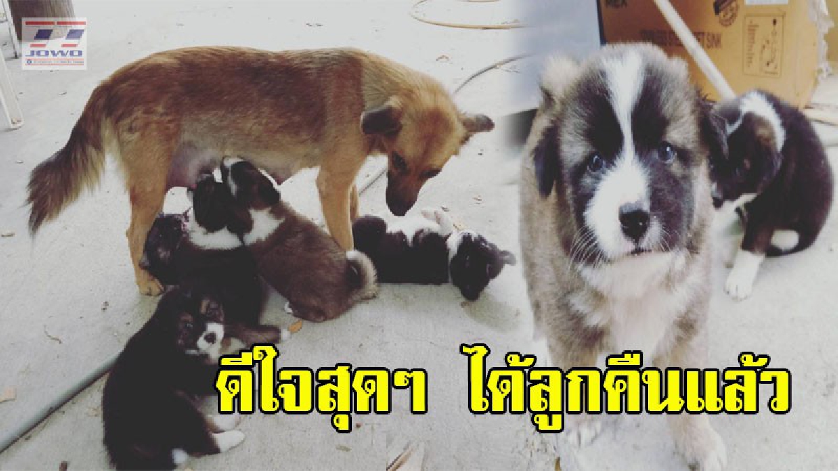 สำนึกแล้ว ! หัวขโมยนำลูกสุนัขทั้ง 5 ตัวมาคืนเจ้าของแล้ว หลังกระแสข่าวโถมหนัก กลัวไม่มีที่ยืนในสังคม