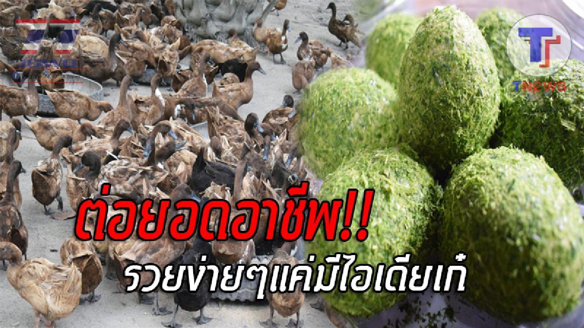 ชี้เส้นทางรวย..!! ชาวบ้านคลองน้ำนิ่ง รวมตัวเลี้ยงเป็ดไข่ในสวนปาล์ม แปรรูปเป็นไข่เค็มใบเตยหอม ส่งขายเมืองท่องเที่ยว ทำรายได้สุดปัง!? (ชมคลิป)