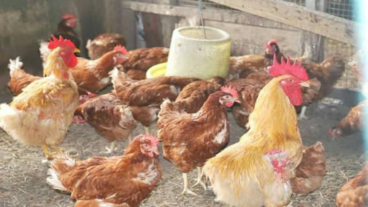 เกษตรและเทคโนโลยีตรัง นำไก่ 2 สายพันธุ์ชื่อดัง ไก่เบตงเมืองยะลากับไก่พื้นบ้านตรัง มาผสมเป็นสายพันธุ์ใหม่มีชื่อ "เบตรัง" เนื้อแน่น นุ่ม อร่อย