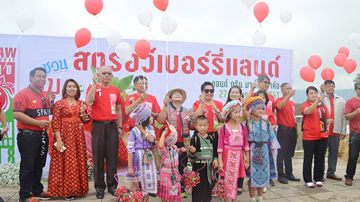 สีแดงๆแบบนี้เขาค้ออร่อยสุด..หวานฉ่ำไปทั้งงานสตรอว์เบอร์รี่แลนด์เขาค้อ