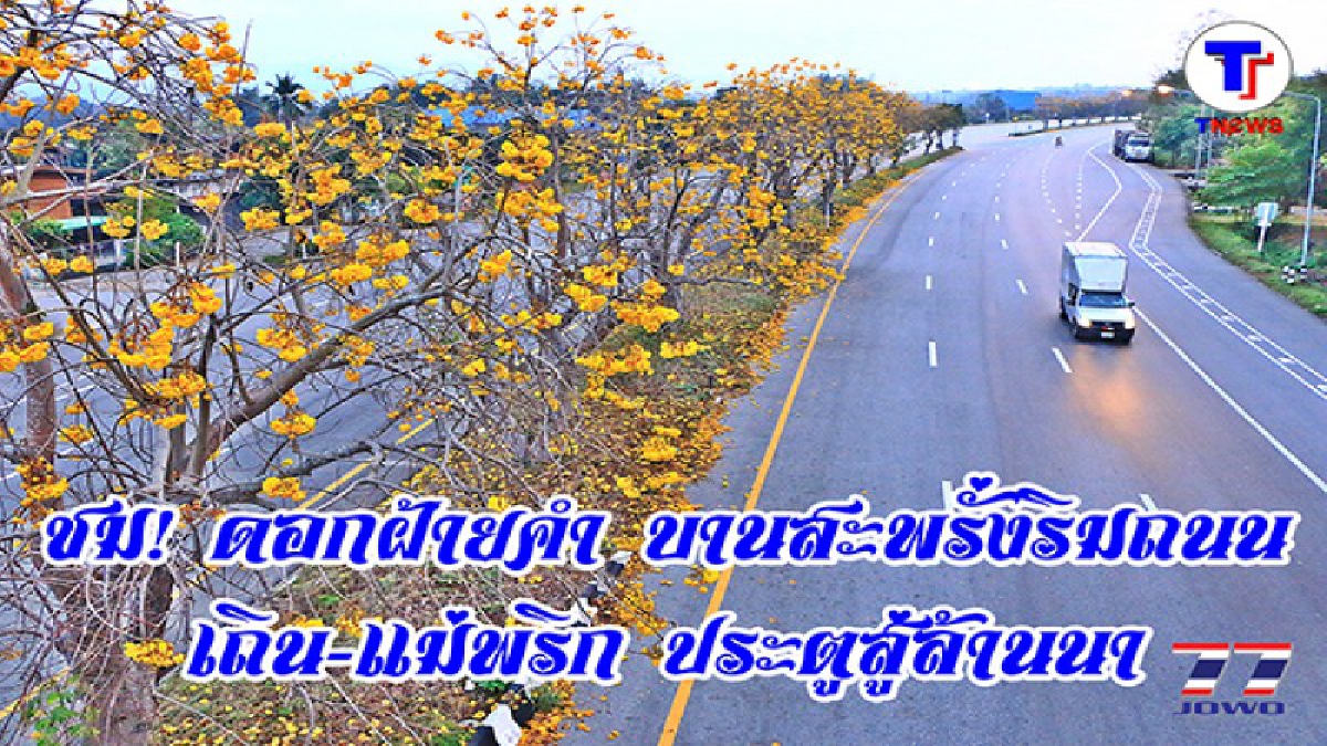 แห่ชื่นชม ความงามดอกสุพรรณิการ์ เหลืองอร่ามริมถนนพหลโยธิน สายตาก-ลำปางที่จุดทางแยกอำเภอเถิน ประตูสู่ล้านนา