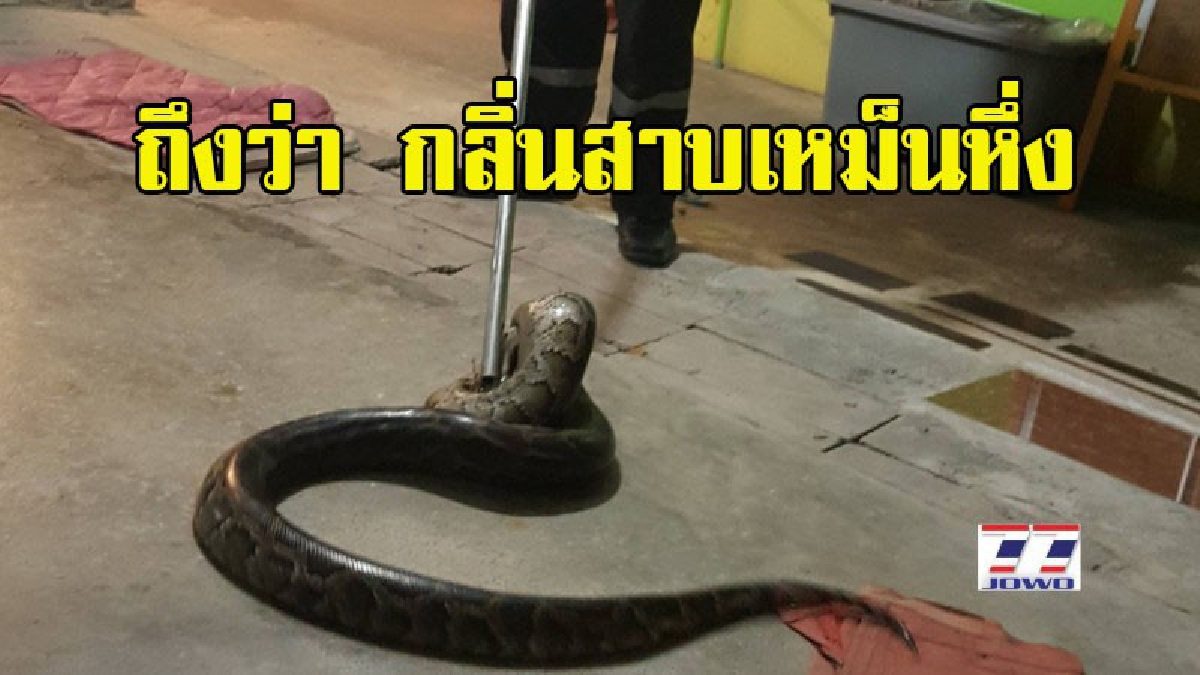 แทบช็อก ! เจ้าของบ้านนึกว่าเป็นเข็มขัด เห็นวางอยู่ทั้งวัน ที่ไหนได้ "ไอ้เหลือมยาวกว่า 4 เมตร" นอนลอกคราบ ส่งกลิ่นสาบเหม็นหึ่ง (มีคลิป)